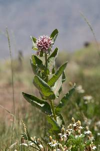 Image of Asclepias speciosa