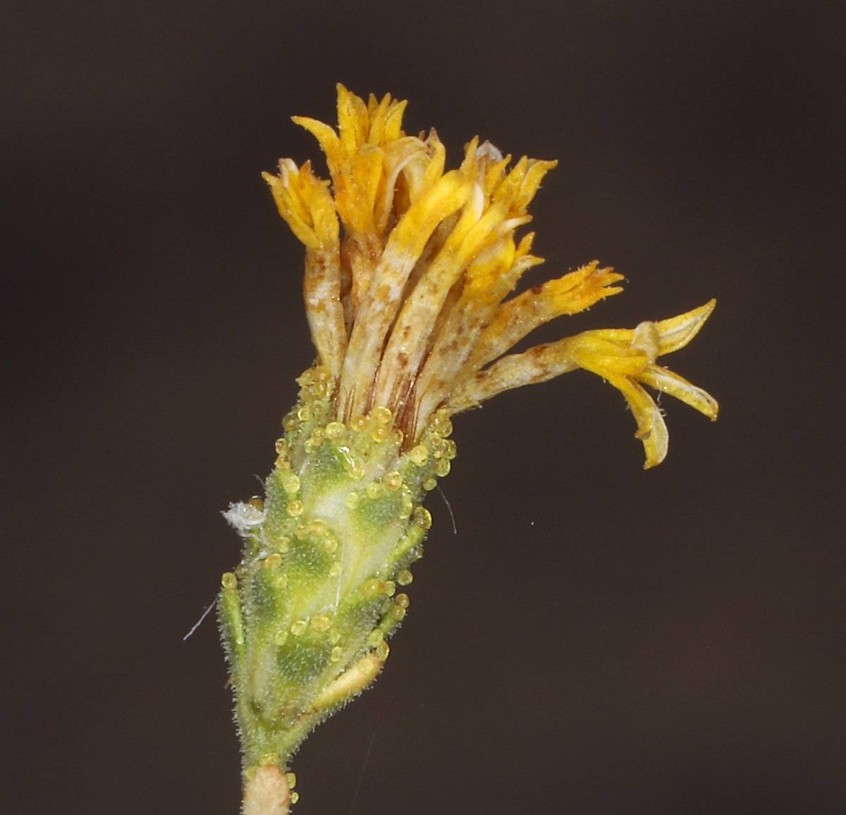 Lessingia glandulifera image