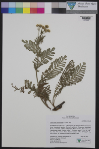 Tanacetum bipinnatum image