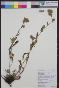 Phacelia nemoralis image