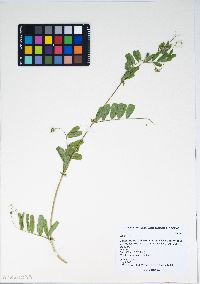 Lupinus bicolor image