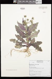 Sonchus asper subsp. asper image
