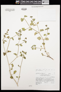 Mirabilis laevis var. villosa image