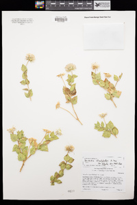 Brickellia atractyloides var. arguta image