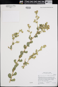 Hazardia squarrosa var. grindelioides image