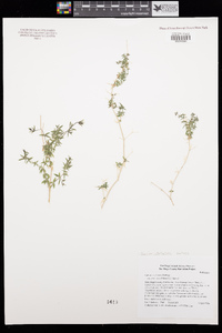 Galium stellatum image