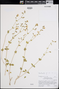 Mirabilis laevis var. retrorsa image