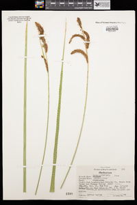 Carex nebrascensis image