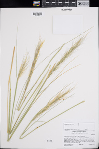 Stipa speciosa image