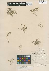 Trifolium monanthum image