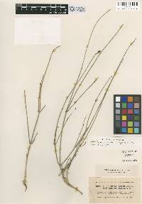 Image of Cephalaria juncea