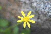 Senecio fremontii image