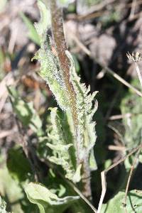 Senecio integerrimus image