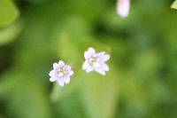 Epilobium ciliatum image