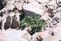 Phacelia hastata image