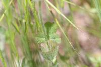 Trifolium hirtum image