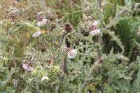 Cirsium fontinale image