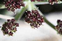 Lomatium mohavense image