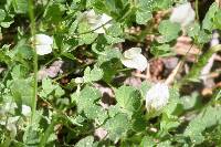 Trifolium monanthum image