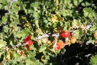 Ribes montigenum image