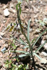 Fritillaria atropurpurea image