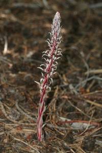 Allotropa virgata image