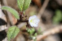 Phacelia eisenii image