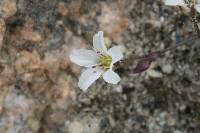 Minuartia nuttallii image