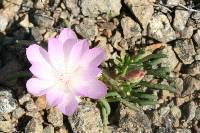 Lewisia rediviva image