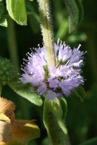 Mentha pulegium image