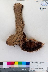 Araucaria araucana image
