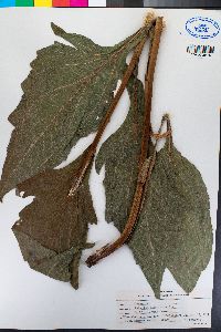 Rudbeckia californica image