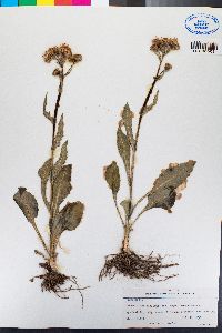 Senecio integerrimus image