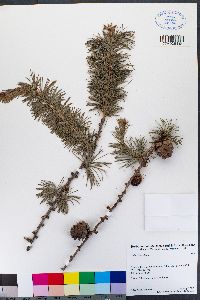 Image of Larix × marschlinsii
