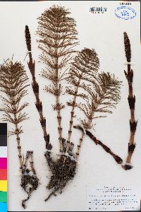 Equisetum telmateia image