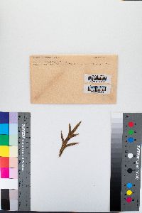 Ramularia artemisiae image