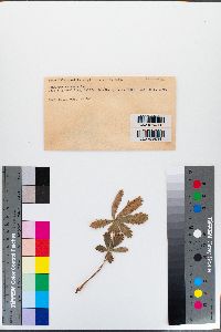 Image of Ramularia arvensis