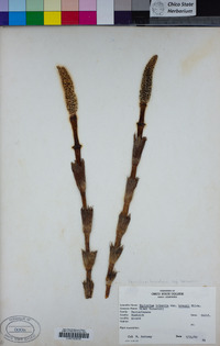 Equisetum telmateia subsp. braunii image