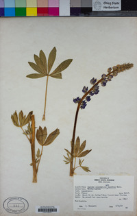 Lupinus burkei image