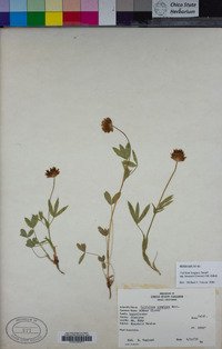 Trifolium longipes image