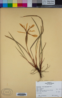 Iris tenuissima image