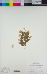 Image of Abelia chinensis