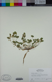 Medicago arabica image