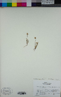 Plantago erecta image