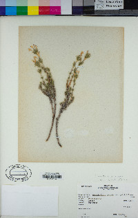 Linanthus pungens subsp. pulchriflorus image