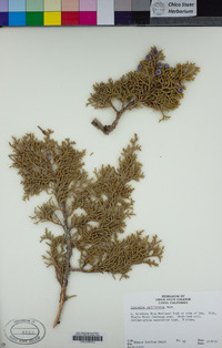 Juniperus californica image