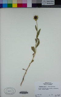 Rudbeckia hirta image