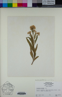 Baccharis salicifolia subsp. salicifolia image