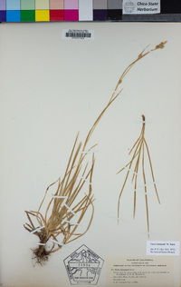 Carex lemmonii image