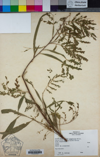 Acacia longifolia image